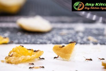 How to Get Rid of Ants in the Kitchen