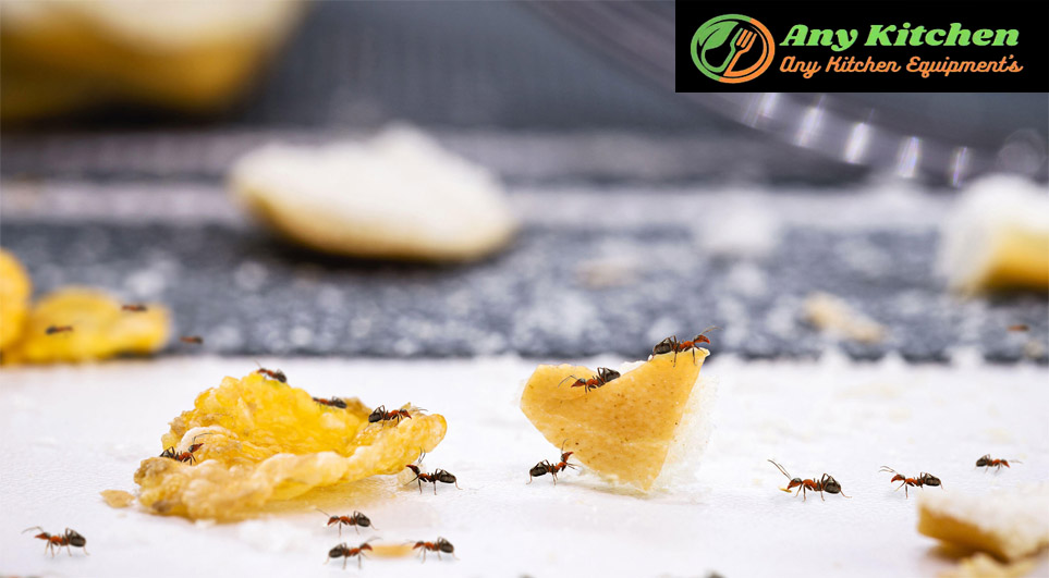How to Get Rid of Ants in the Kitchen